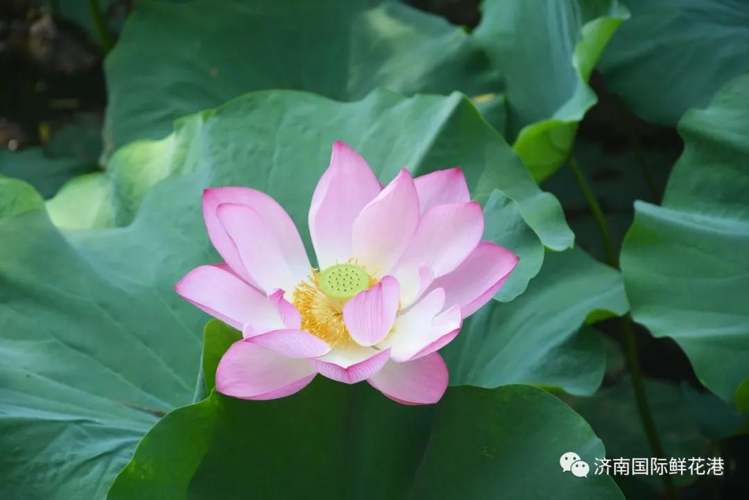 鮮花4.jpg 鮮花4.jpg