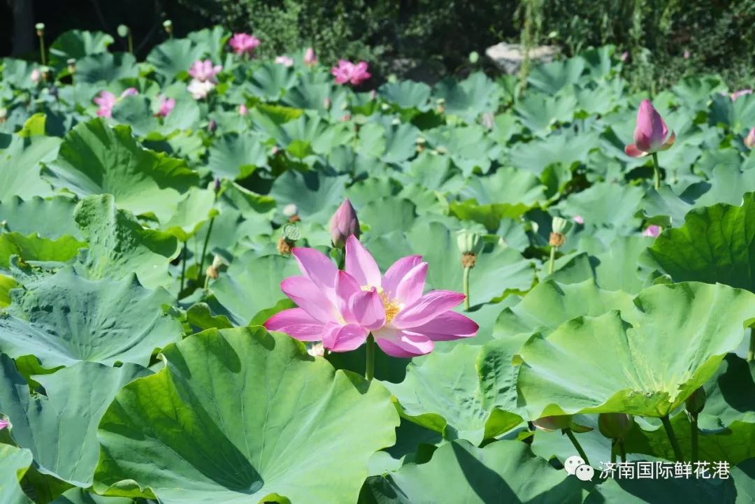 鮮花5.jpg 鮮花5.jpg