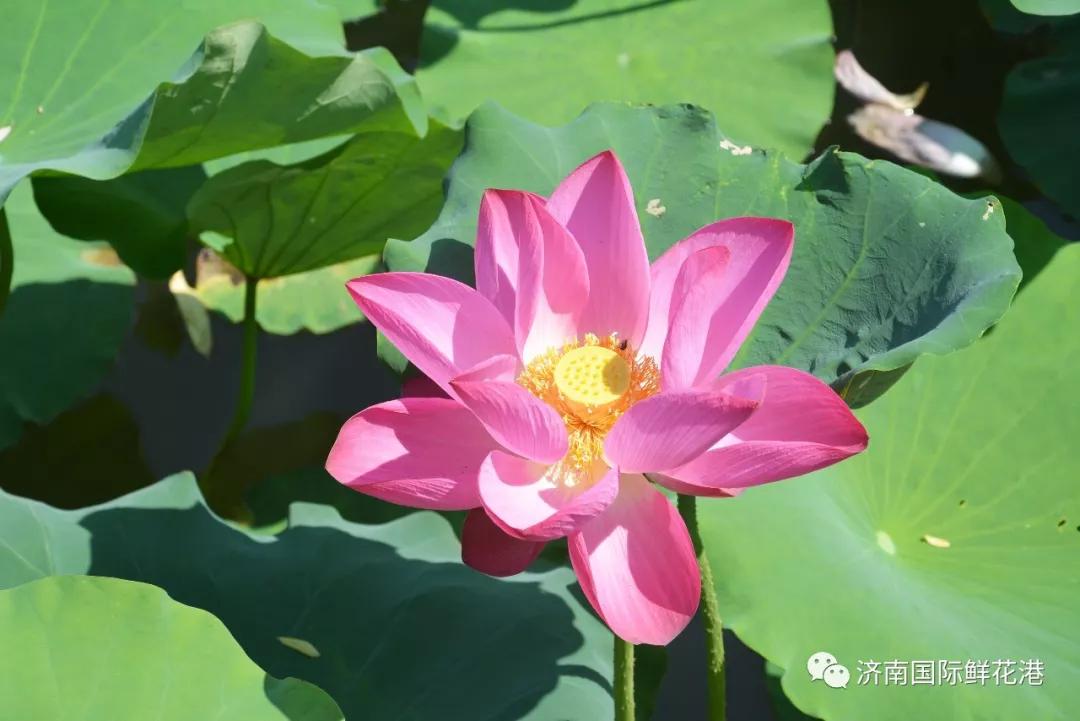 鮮花2.jpg 鮮花2.jpg