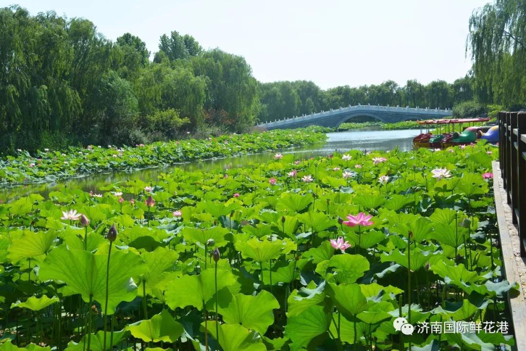 鮮花3.jpg 鮮花3.jpg